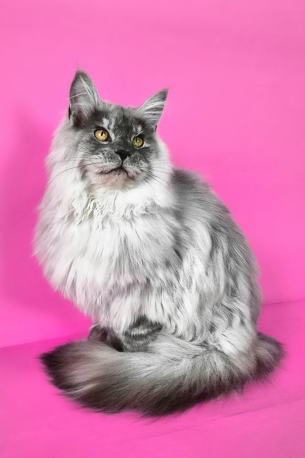 Healthy | Maine Coon Kitten