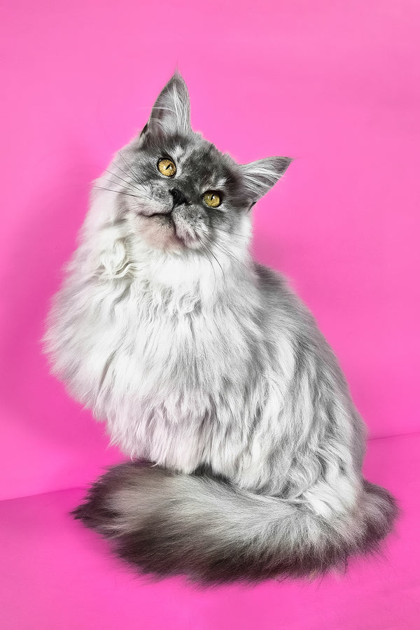 Healthy | Maine Coon Kitten