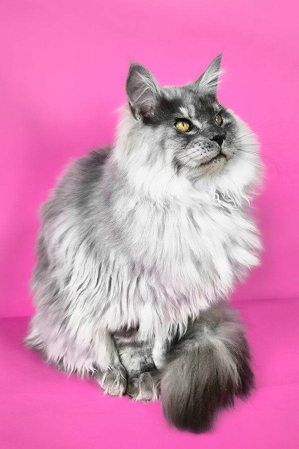 Healthy | Maine Coon Kitten