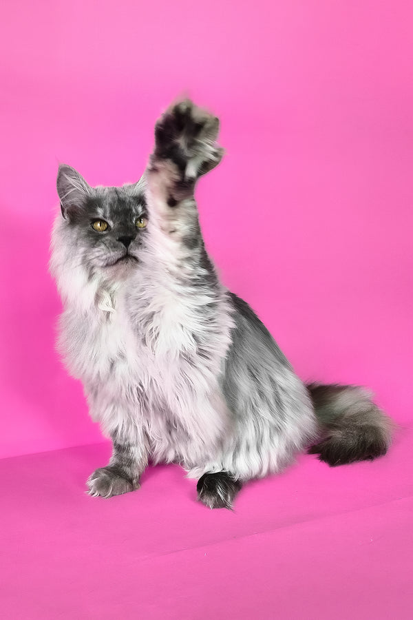 Healthy | Maine Coon Kitten