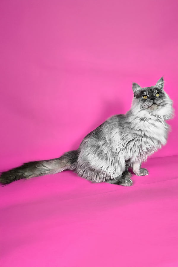 Healthy | Maine Coon Kitten