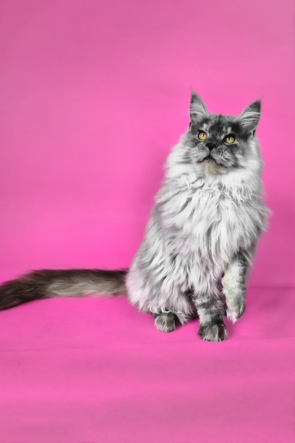 Healthy | Maine Coon Kitten