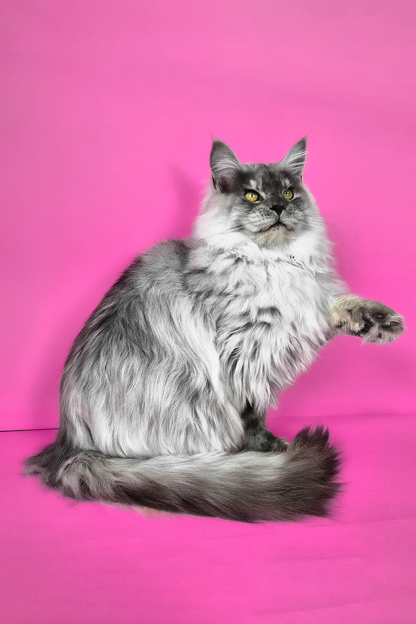 Healthy | Maine Coon Kitten