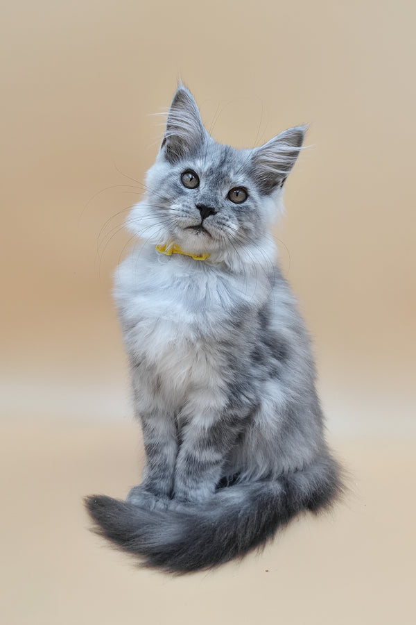 Healthy | Maine Coon Kitten