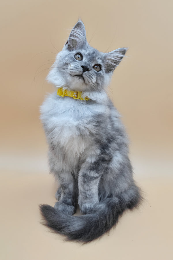 Healthy | Maine Coon Kitten