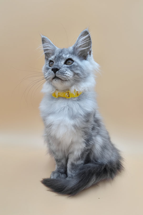 Healthy | Maine Coon Kitten