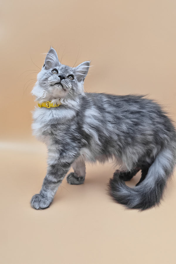 Healthy | Maine Coon Kitten