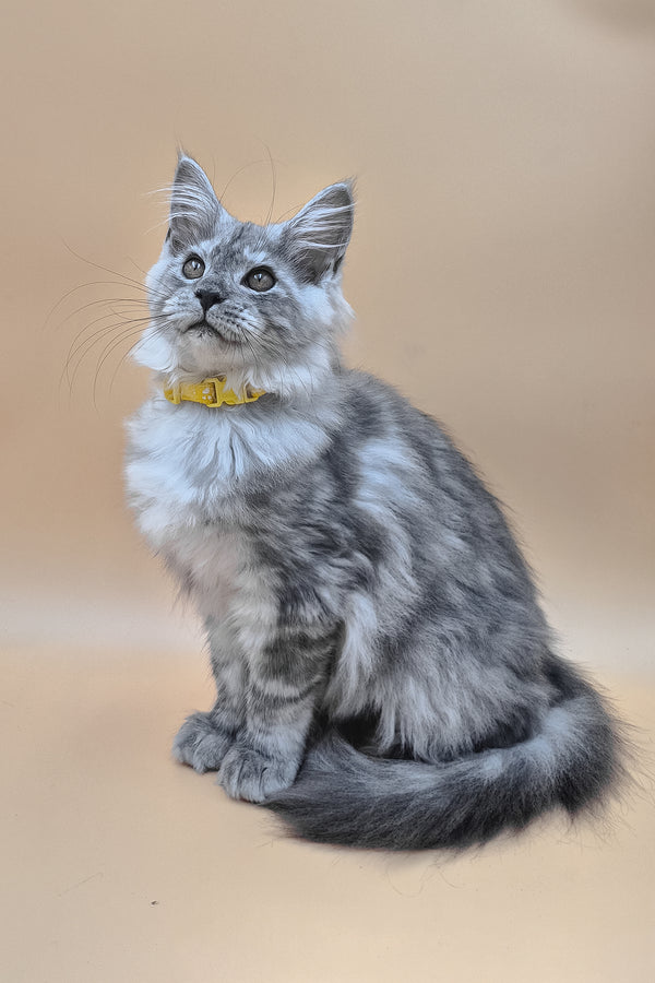 Healthy | Maine Coon Kitten