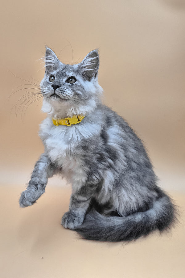 Healthy | Maine Coon Kitten