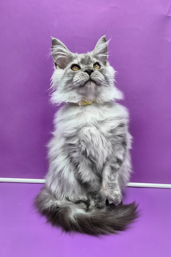 Healthy | Maine Coon Kitten