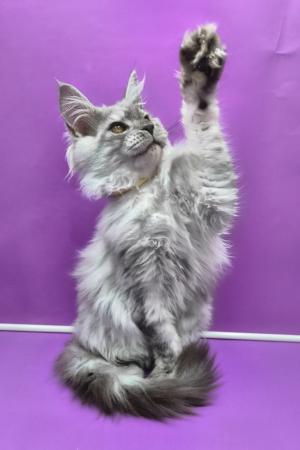 Healthy | Maine Coon Kitten