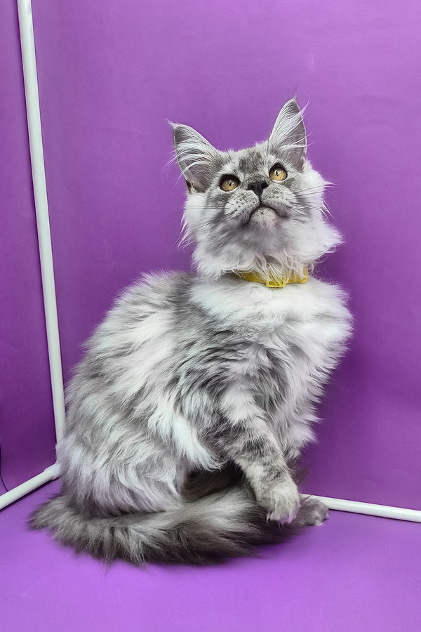 Healthy | Maine Coon Kitten
