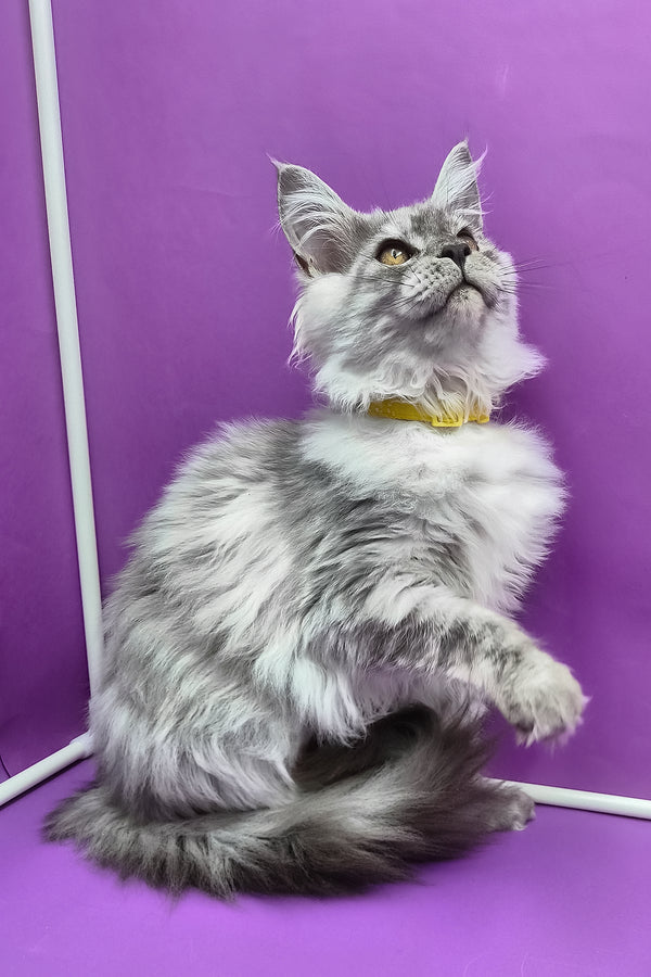 Healthy | Maine Coon Kitten