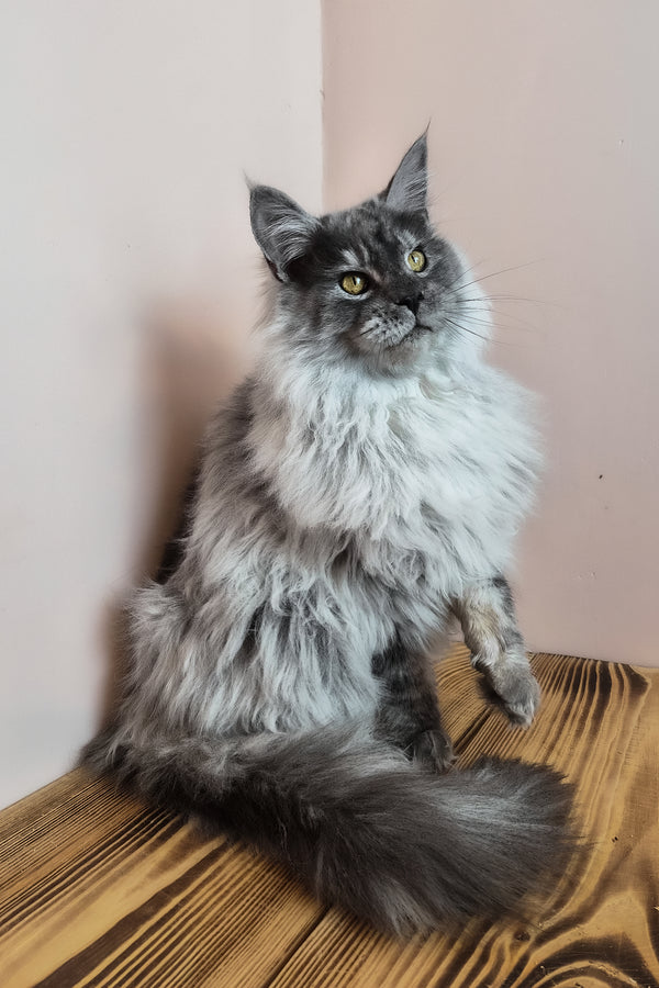Healthy | Maine Coon Kitten