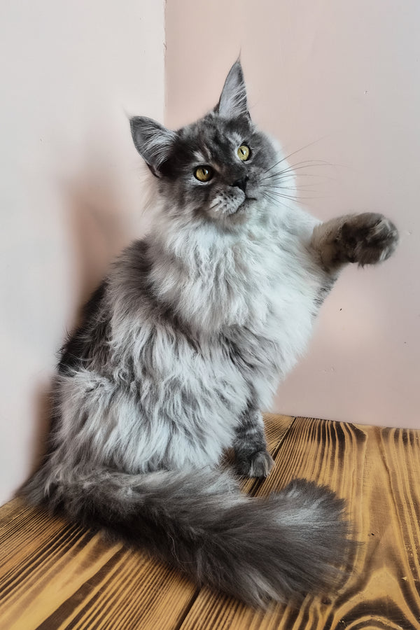 Healthy | Maine Coon Kitten