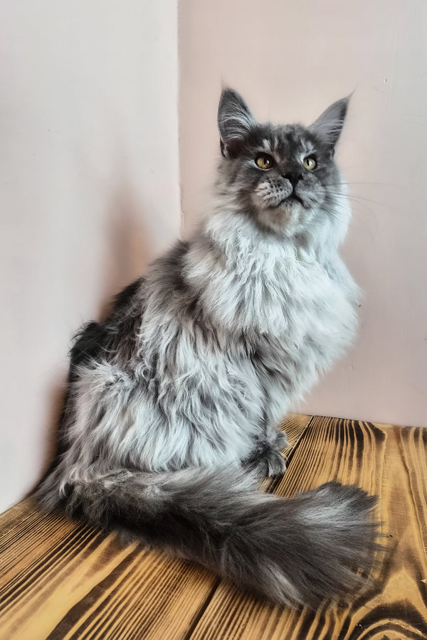 Healthy | Maine Coon Kitten