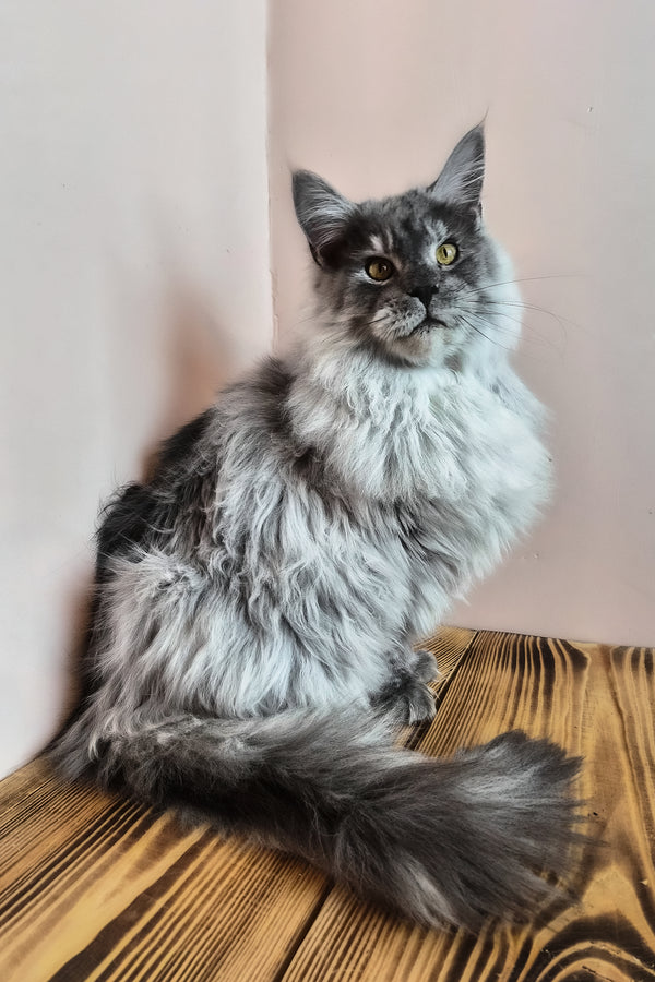 Healthy | Maine Coon Kitten