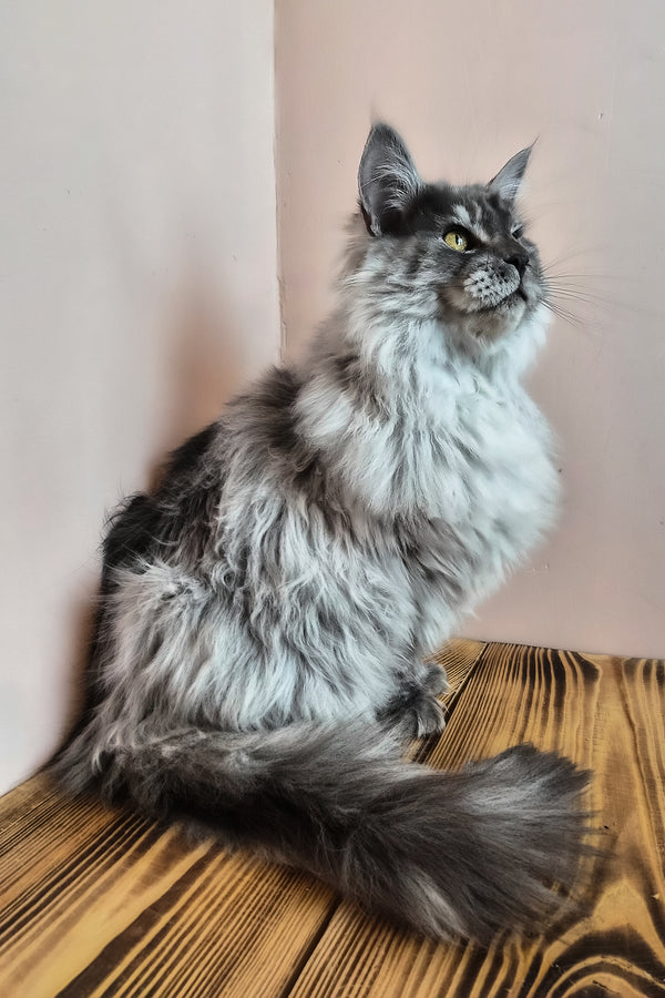 Healthy | Maine Coon Kitten