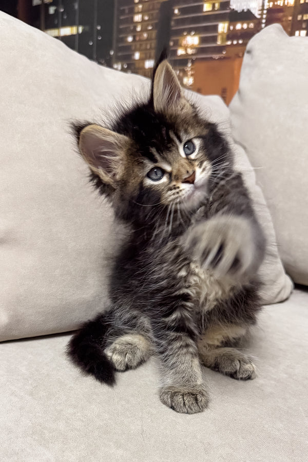 Hector | Maine Coon Kitten