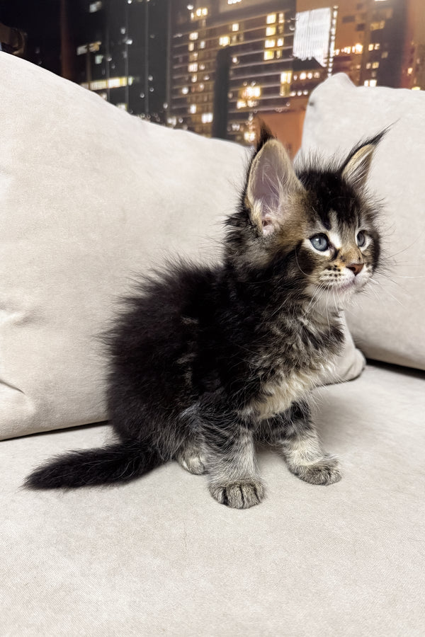 Hector | Maine Coon Kitten