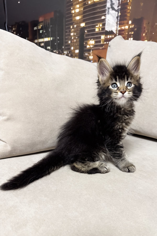 Hector | Maine Coon Kitten