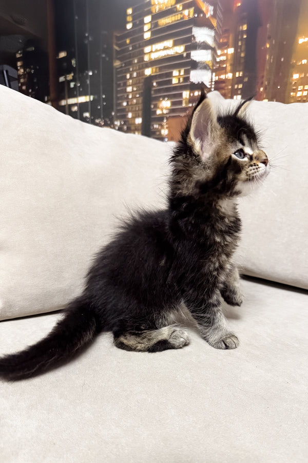 Hector | Maine Coon Kitten