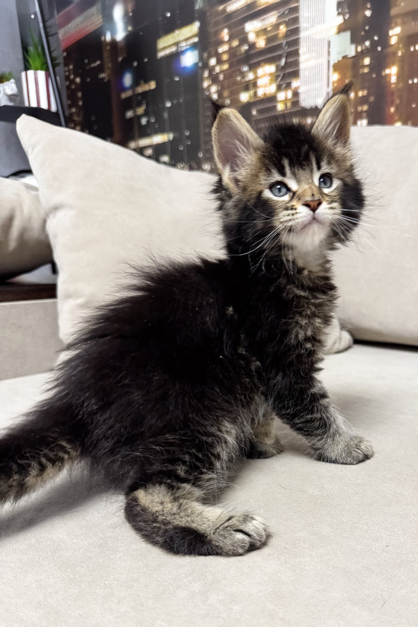 Hector | Maine Coon Kitten