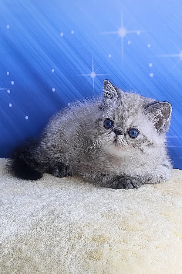Henk | Exotic Shorthair Kitten