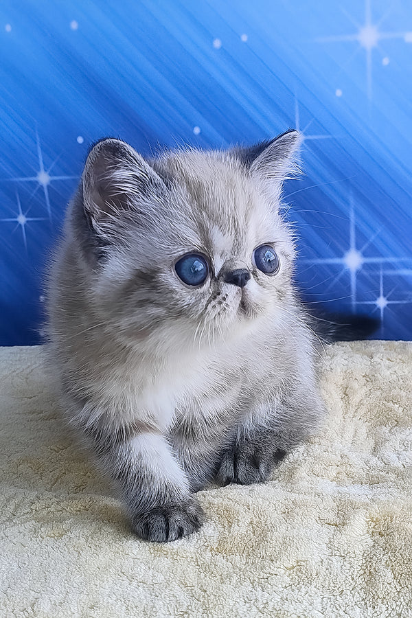 Henk | Exotic Shorthair Kitten