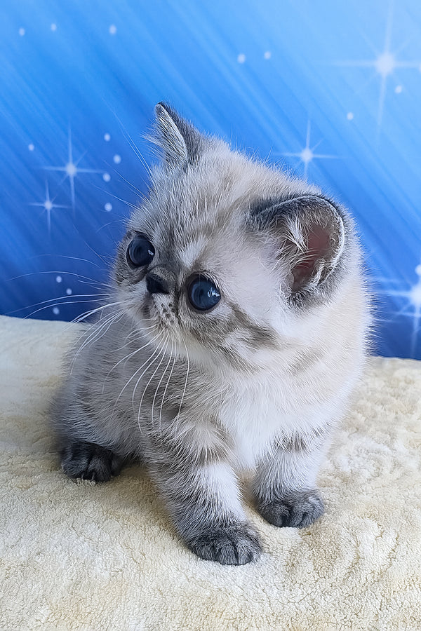 Henk | Exotic Shorthair Kitten