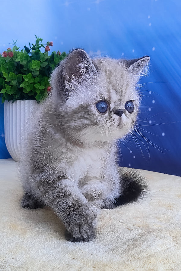 Henk | Exotic Shorthair Kitten