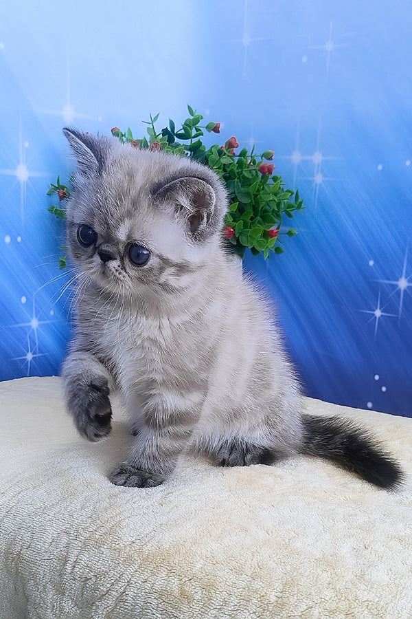 Henk | Exotic Shorthair Kitten