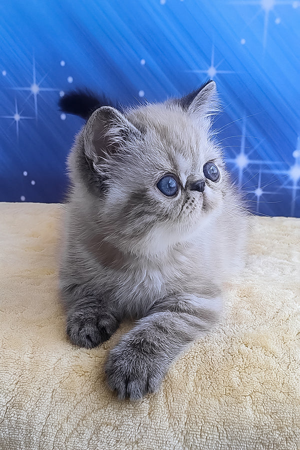 Henk | Exotic Shorthair Kitten