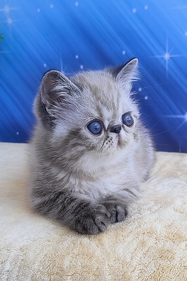 Henk | Exotic Shorthair Kitten