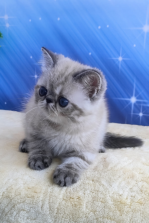 Henk | Exotic Shorthair Kitten