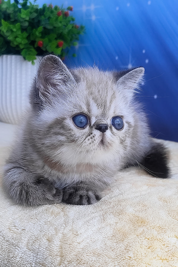 Henk | Exotic Shorthair Kitten