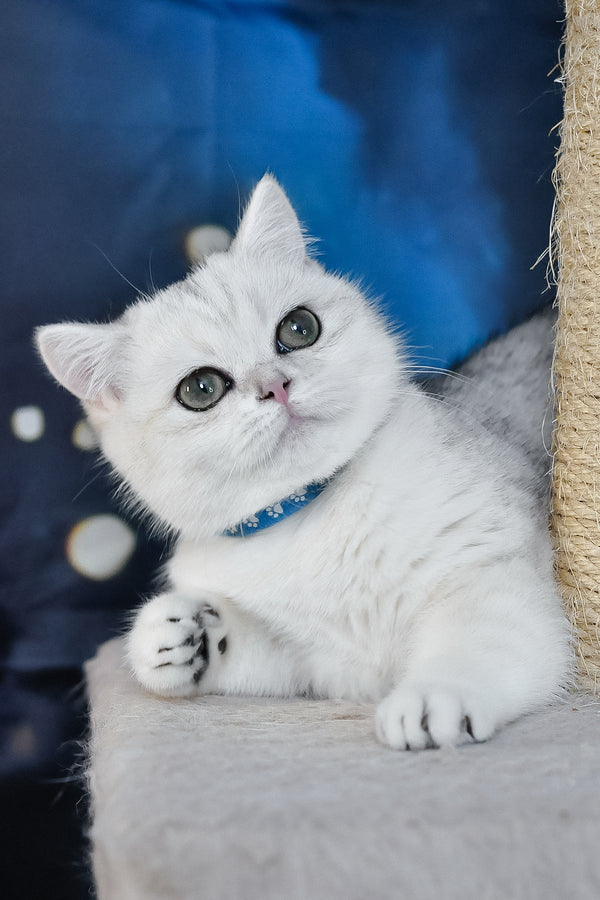 Hennessy | British Shorthair Kitten