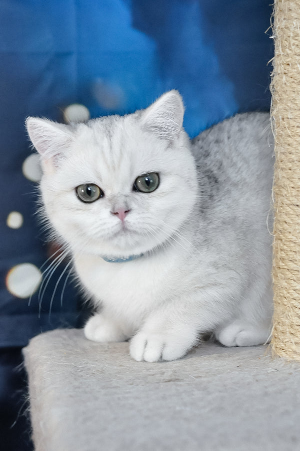 Hennessy | British Shorthair Kitten
