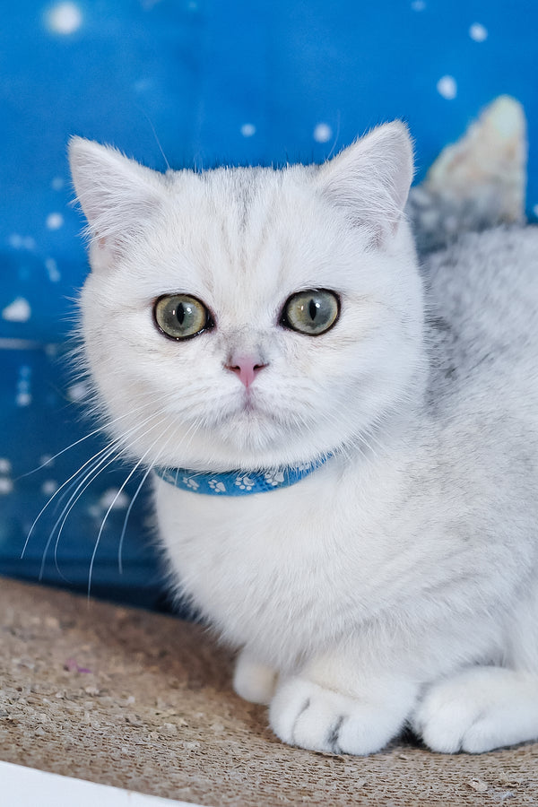 Hennessy | British Shorthair Kitten