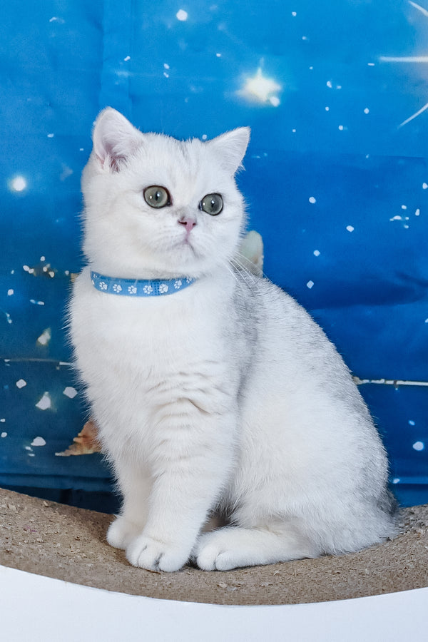 Hennessy | British Shorthair Kitten