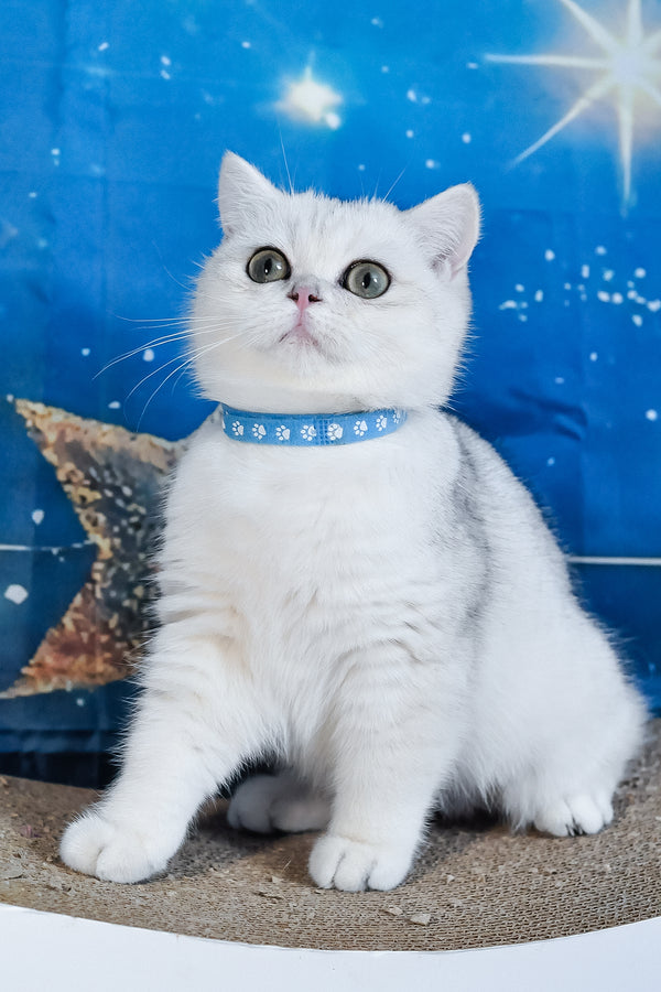 Hennessy | British Shorthair Kitten