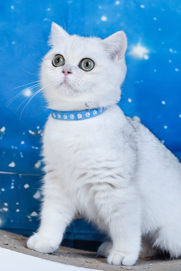 Hennessy | British Shorthair Kitten