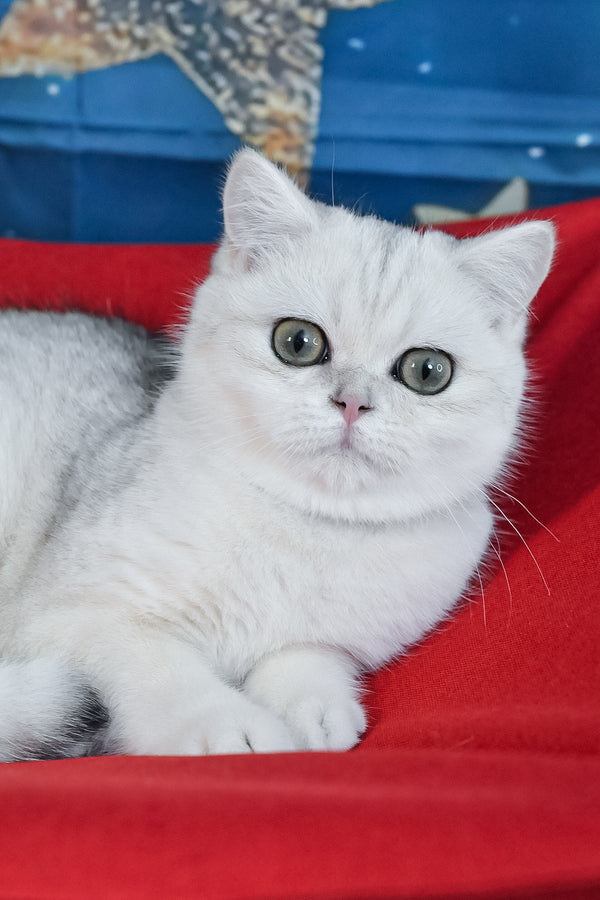 Hennessy | British Shorthair Kitten