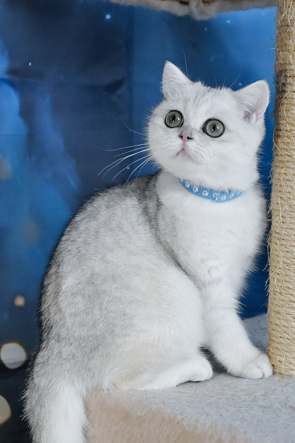Hennessy | British Shorthair Kitten