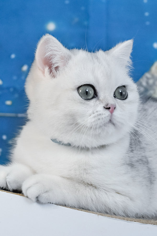 Hennessy | British Shorthair Kitten