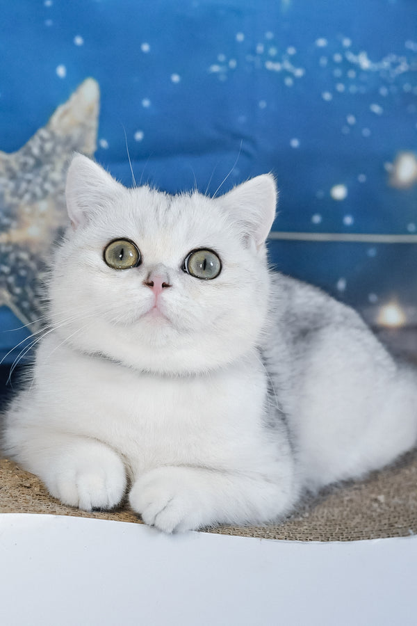 Hennessy | British Shorthair Kitten