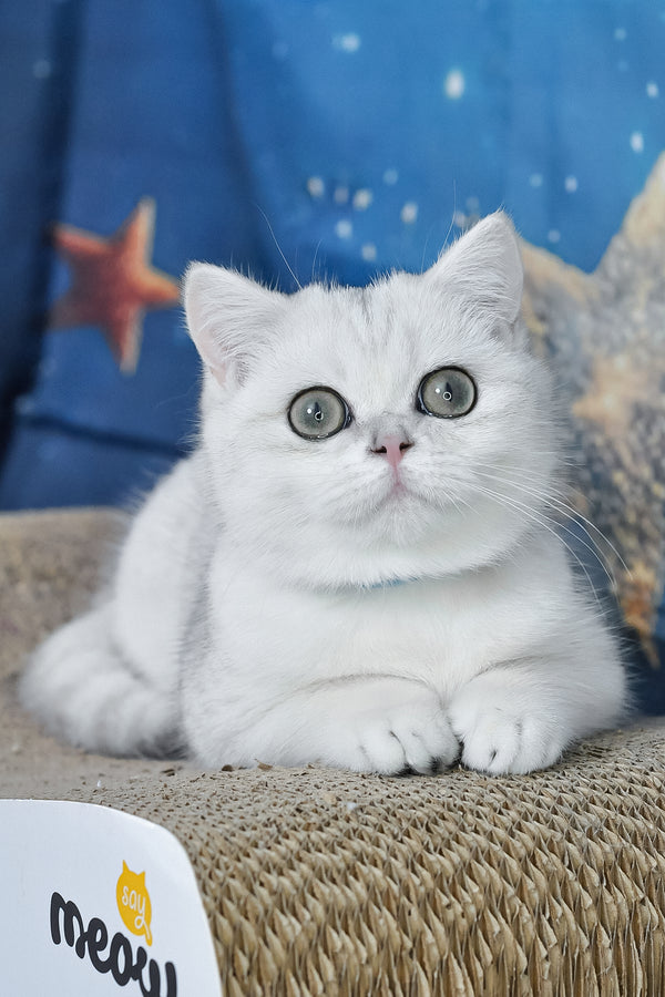 Hennessy | British Shorthair Kitten