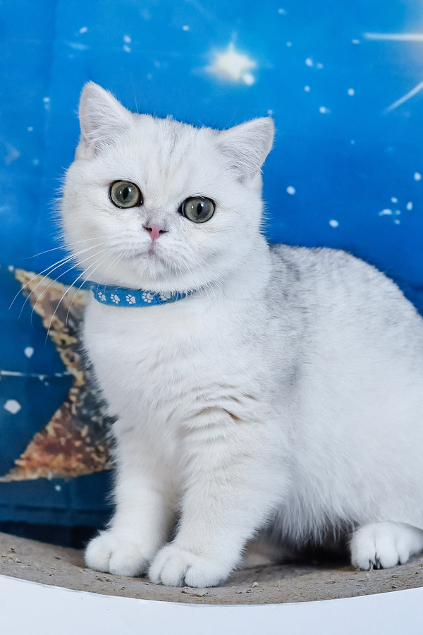 Hennessy | British Shorthair Kitten