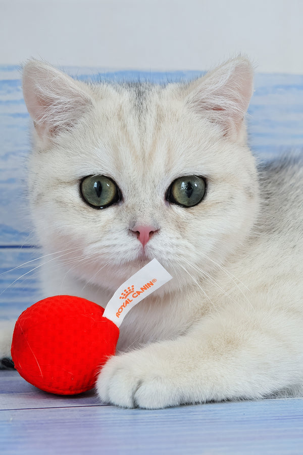 Hennessy | British Shorthair Kitten