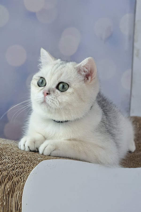 Hennessy | British Shorthair Kitten